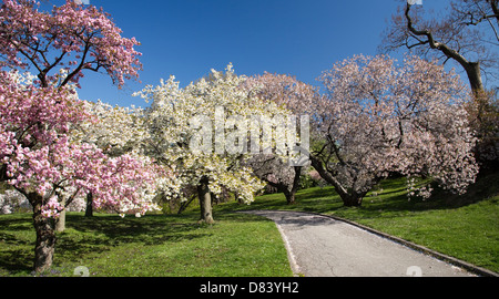 Japanese Cherry Blossom Orchard in Full Bloom Stock Photo
