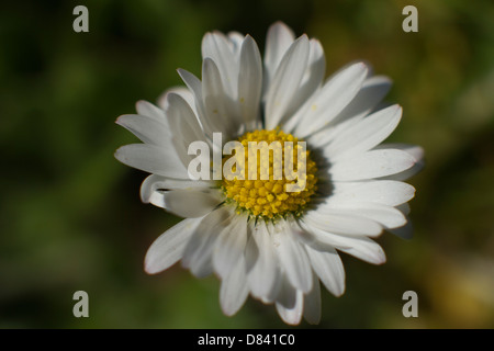 Soft Focus Daisies looking towards the sun Stock Photo