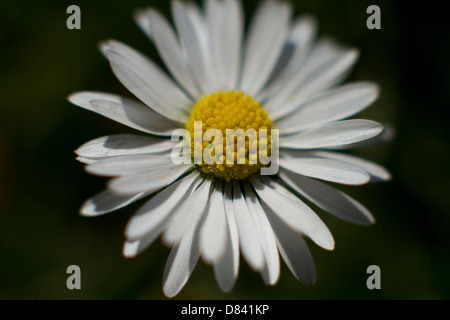 Soft Focus Daisies looking towards the sun Stock Photo