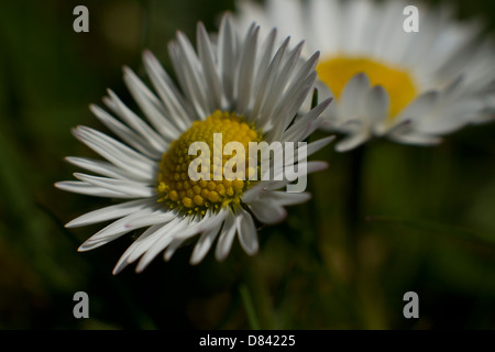 Soft Focus Daisies looking towards the sun Stock Photo