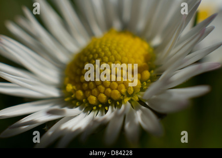 Soft Focus Daisies looking towards the sun Stock Photo