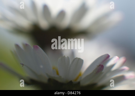 Soft Focus Daisies looking towards the sun Stock Photo