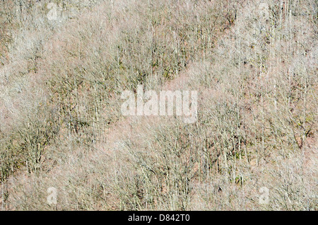 Background of a beech forest in spring with canopies Stock Photo