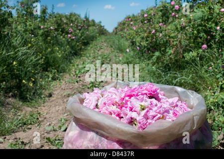 roses used for perfume