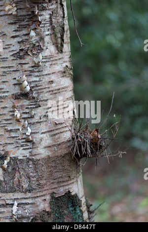 Birch tree bark Stock Photo