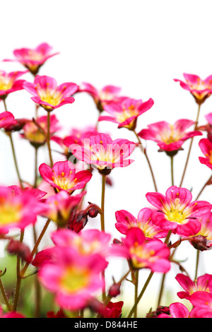 Sedum Saxifrage pink flowers on white background Stock Photo