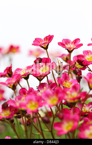 Sedum Saxifrage pink flowers on white background Stock Photo