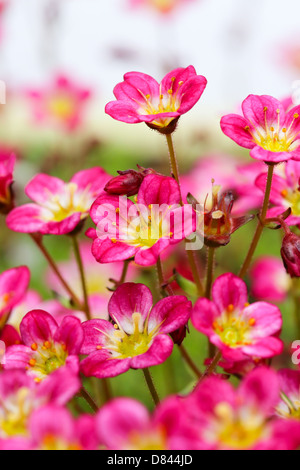 Sedum Saxifrage pink flowers on white background Stock Photo