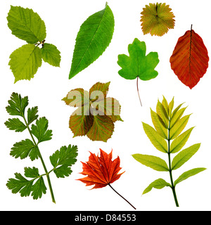 Vibrant young leaves on a white background Stock Photo
