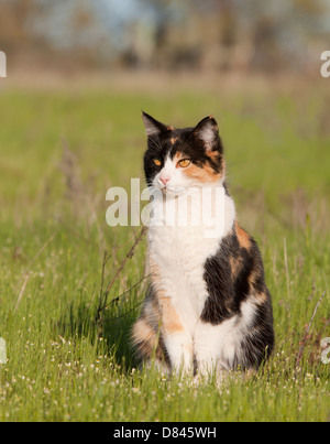 Beautiful calico cat in light green spring grass Stock Photo