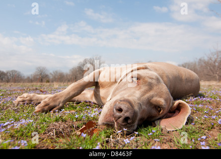 Comical image of a Weimaraner dog being lazy, lying in spring grass looking at the viewer Stock Photo