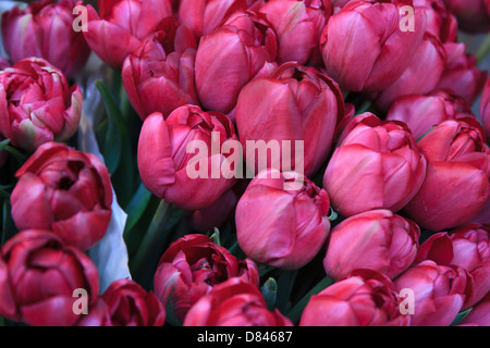 Pink Tulips Stock Photo