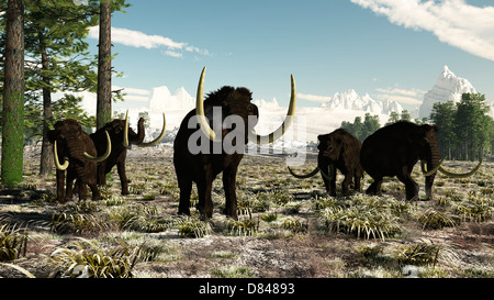 Woolly Mammoths in Europe or almost anywhere in the northern hemisphere, circa 10,000-30,000 years ago. Stock Photo