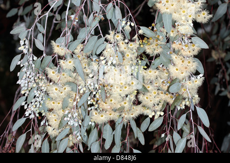 Caley's Ironbark/Drooping Ironbark Flowers-Eucalyptus caleyi-Family Myrtaceae Stock Photo