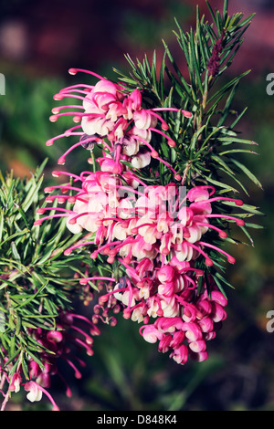 Rosemary Grevillea-Grevillea rosmarinifolia- cultivar 'Rosy Posy' Family Proteaceae Stock Photo