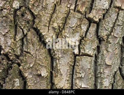 close up of bark of tree Stock Photo