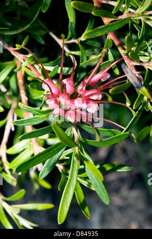 Rosemary Grevillea-Grevillea rosmarinifolia- cultivar 'Rosy Posy' Family Proteaceae Stock Photo