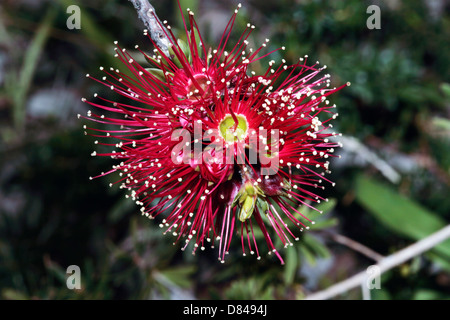 Close-up of flowers of Swamp Bloodwood/Spring Bloodwood- Corymbia [previously Eucalyptus] ptychocarpa   Family Myrtaceae Stock Photo