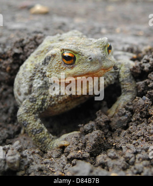 common toad (Bufo bufo) in one hand Stock Photo - Alamy