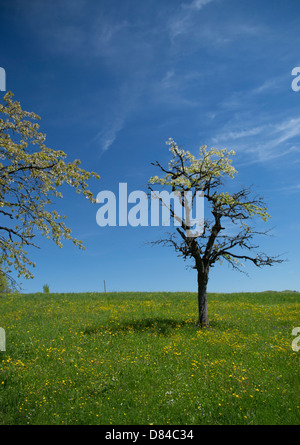 A craggy tree against blue sky taken in Baselland, Switzerland Stock Photo