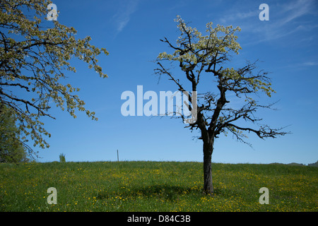 A craggy tree against blue sky taken in Baselland, Switzerland Stock Photo
