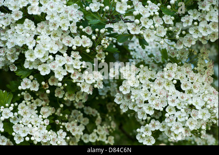 Common hawthorn (Crataegus monogyna) in bloom in Oxfordshire in May. Stock Photo