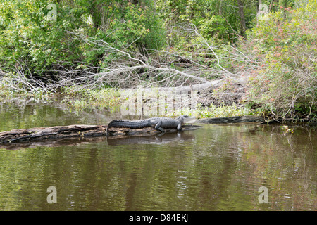 Louisiana, New Orleans, Lafitte. Jean Lafitte National Historical Park