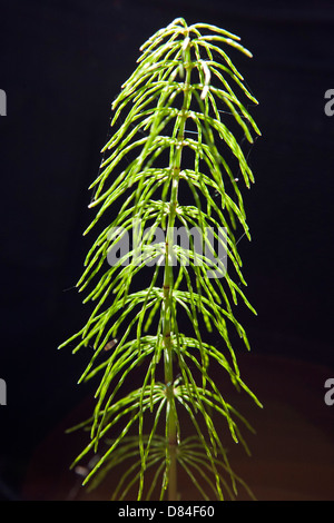 Equisetum pratense, commonly known as meadow horsetail, shade horsetail or shady horsetail in closeup Stock Photo