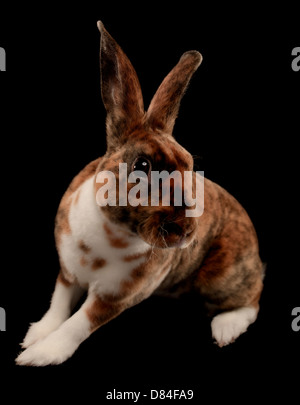 Rex Rabbit No Background Mini rex rabbit isolated on White background Stock Photo - Alamy