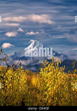 Pear orchard in fall color and Mt. Hood. Hood River Valley, Oregon Stock Photo