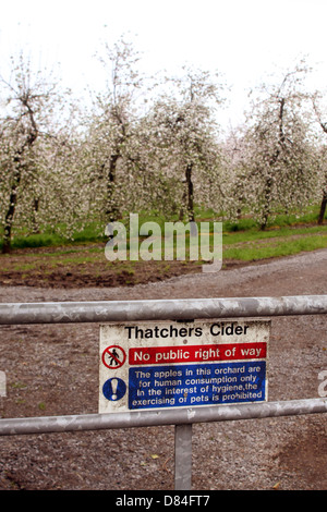 Thatchers cider apple orchards in Sandford Somerset, near their works where the cider is pressed and matured. May 2013 Stock Photo