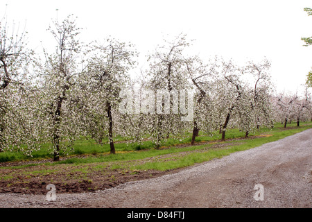 Thatchers cider apple orchards in Sandford Somerset, near their works where the cider is pressed and matured. May 2013 Stock Photo