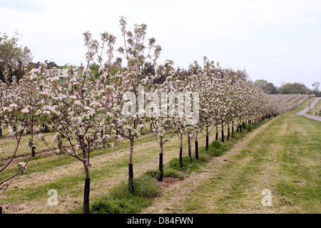 Thatchers cider apple orchards in Sandford Somerset, near their works where the cider is pressed and matured. May 2013 Stock Photo