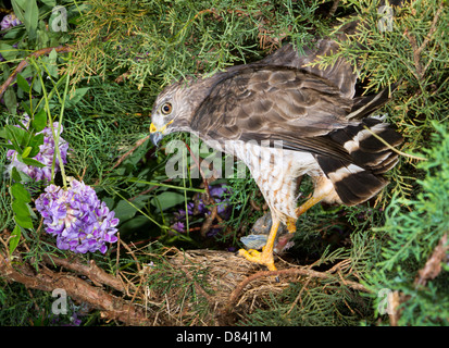 Broad-winged hawk (Buteo platypterus) near nest. Stock Photo