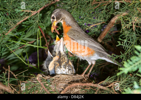 Female American robin (Turdus migratorius) feeding nestlings in the nest (Georgia, USA). Stock Photo