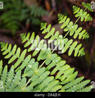 Symmetrical fern leaves covered in rain drops South East Asia Stock Photo