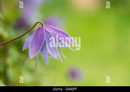 Clematis macropetala 'lagoon' flower. Clematis alpina Blue Lagoon Stock Photo