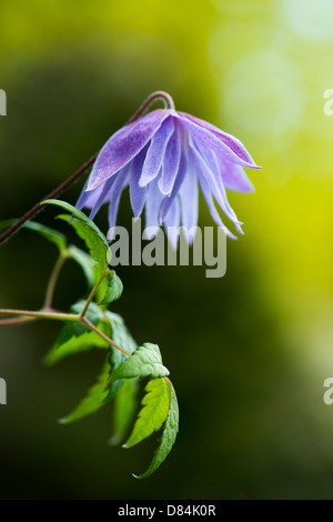 Clematis macropetala 'lagoon' flower. Clematis alpina Blue Lagoon Stock Photo