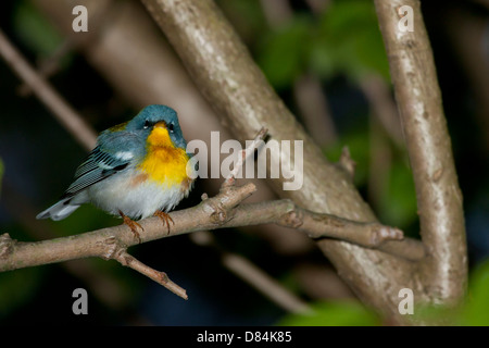 A perched northern parula before dawn Stock Photo