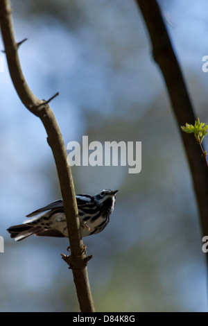 Black and white warbler poised to fly - Mniotilta varia Stock Photo