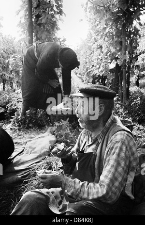 Autumn 1963 senior couple grape pickers picnicking in vineyard Alsace France Europe Stock Photo