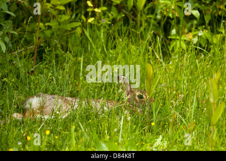 Eastern cottontail rabbit hiding in grass - Sylvilagus floridanus Stock Photo