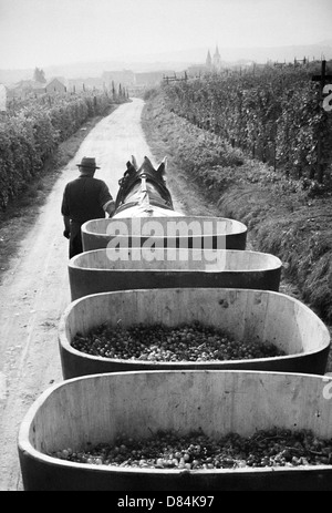 1963 Horse-drawn trailer with grape harvest Alsace France Europe Stock Photo