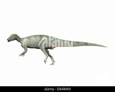 Hypsilophodon foxii, Early Cretaceous of England. Stock Photo