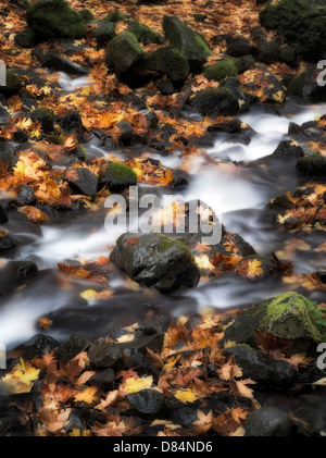 Starvation Creek and fall colored Big Leaf Maple leaves. Columbia River Gorge National Scenic Area, Oregon Stock Photo