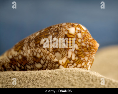 Close up of Textile Cone seashell on beach sand. Stock Photo