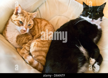 cats resting together on an arm chair making a heart shape Stock Photo