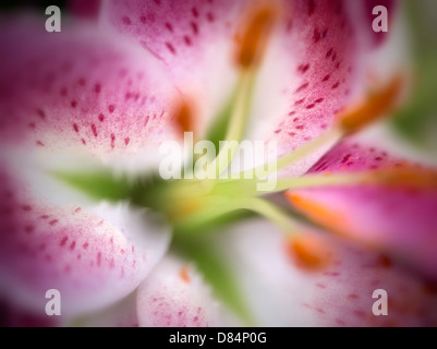 Close up of Oriental Lily flower