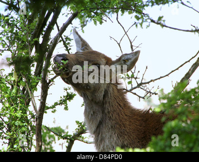 Close-up of a mature  Red Deer doe (Cervus elaphus) eating juicy green leaves Stock Photo