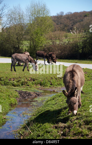 The free roaming Donkeys, of the New Forest captured ar Hatchet Pond ...